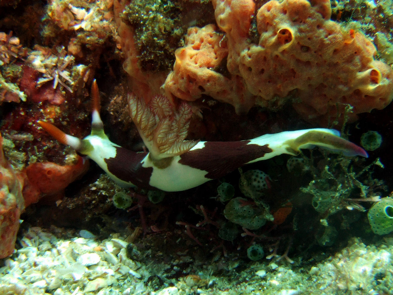 Nembrotha rutilans